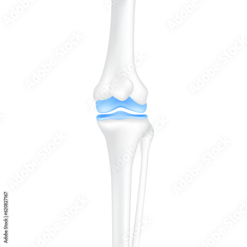 Leg bones knee and joint cartilage healthy. Human skeleton anatomy. Medical health care science concept. Realistic 3D PNG. photo