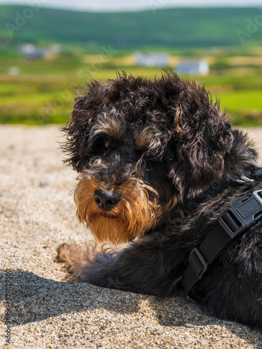 Schnoodle puppy on the beach photo