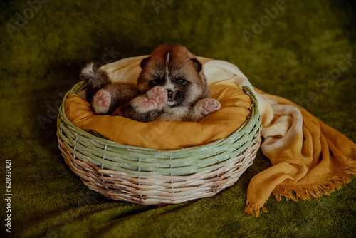 Cute newborn puppy akita inu in basket photo