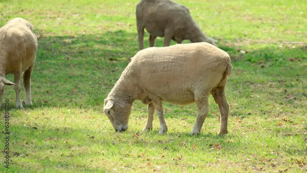 Sheeps in a meadow on green grass at Daytime. Flock of sheep grazing in glade Sheeps in a meadow on green grass at Daytime. Flock of sheep grazing in glade