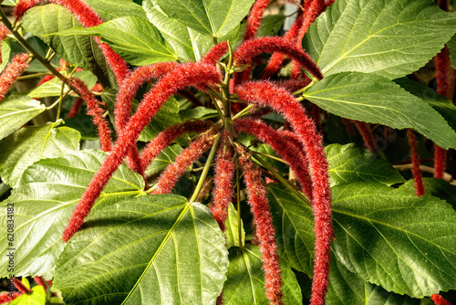 Inflorescence Of Chenille Plant Acalypha Hispida photo