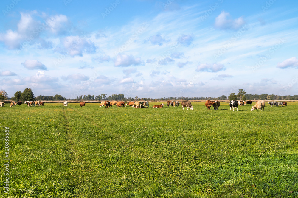 Obraz premium A herd of cows grazes on a green field against a blue cloudy sky