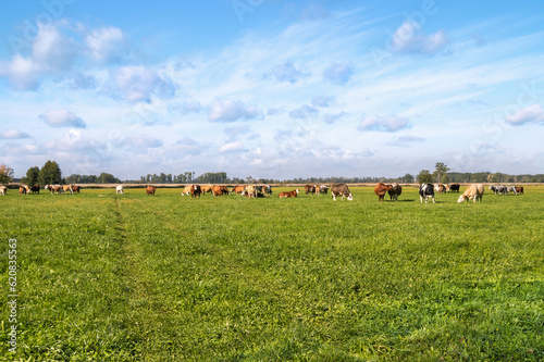 A herd of cows grazes on a green field against a blue cloudy sky