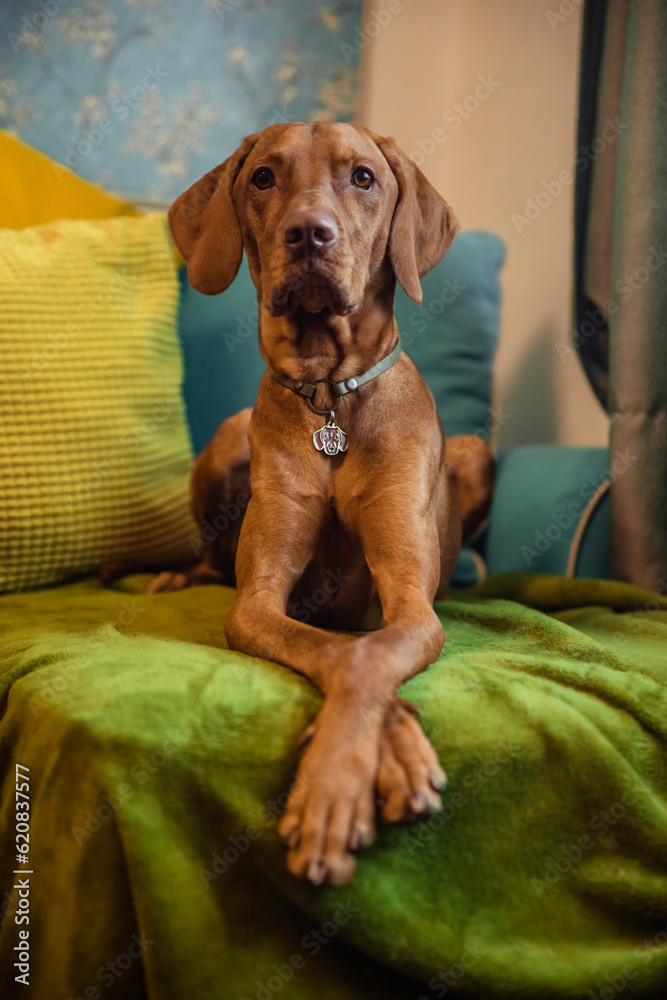 Red Hungarian vizsla dog lies on bed at home with paws