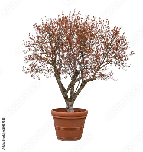 Tree With Small Red Leaves In Outdoor Pot Isolated