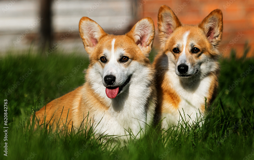 two adult corgi dogs in the grass two adult corgi dogs in the grass
