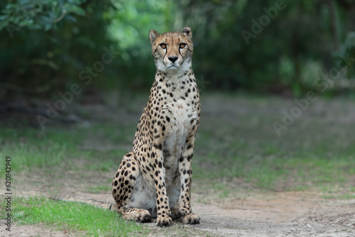Photography sitting cheetah sitting on the background of the forest