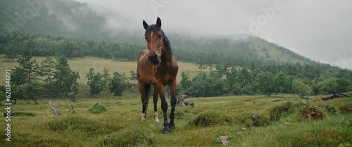 In the meadow in scenic background picturesque mist forest, under light rain, beautiful brown horse, graze on green grass. In forest under the small rain strong horse grazing. Cloudy landscape view
