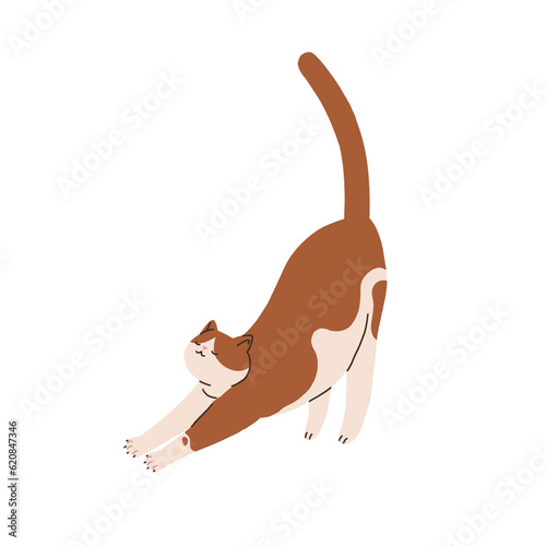 Cute cat stretching, waking up in morning. Funny kitty pet awakening with tail up, raising butts. Adorable amusing feline animal in action. Flat vector illustration isolated on white background
