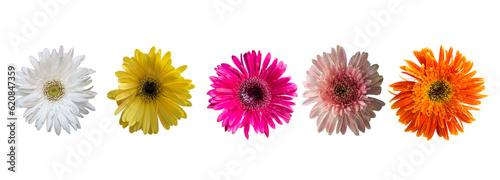 Five Different color Barberton daisy flower, Five Different color Gerbera jamesonii png © Creative Canvass