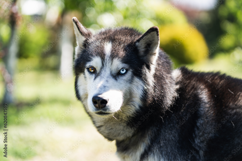 Husky dog ​​with multi-colored eyes in nature, close-up photo with bokeh.