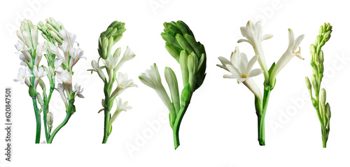 Tuberose or Rajnigandha flowers png, Beautiful white flowers png