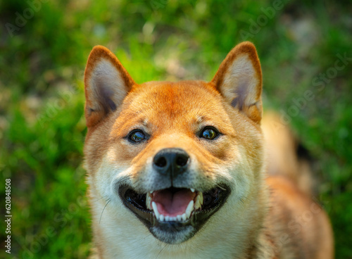 A dog of the Shiba Inu breed looking up into the camera with a smile on its muzzle against a background of green grass