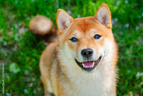 A dog of the Shiba Inu breed looking up into the camera with a smile on its muzzle against a background of green grass