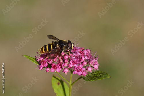 Sericomyia silentis, family hoverflies (Syrphidae) on flowers of Japanese spirea (Spirea Japonica 'Goldflame'). Rose family (Rosaceae). July, Netherlands © Thijs de Graaf