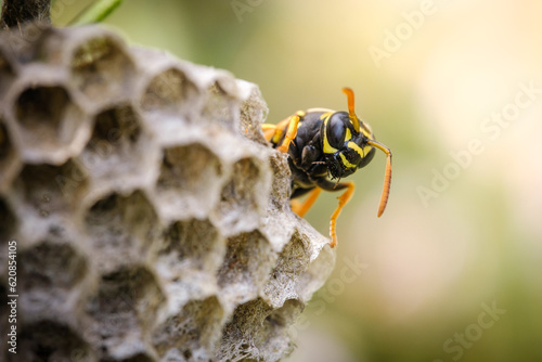 Wasp nest on rosemary plant