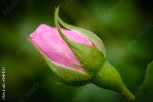 Pink rose flowers with water drops