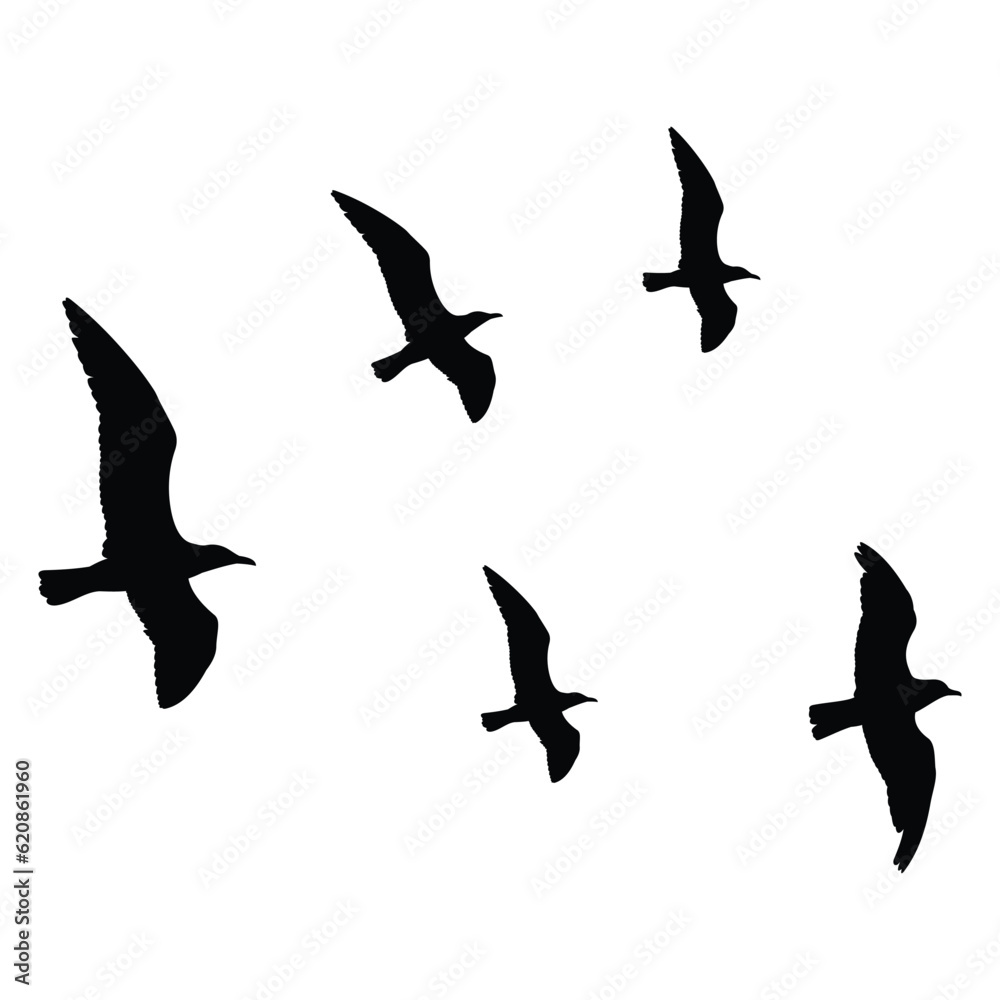Fototapeta premium flock of birds