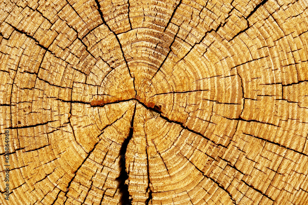 Fototapeta premium Slice of wood timber with rings and cracks as natural pattern, abstract nature background. Natural wooden organic texture wallpaper, design element, monochrome nature gradient colored