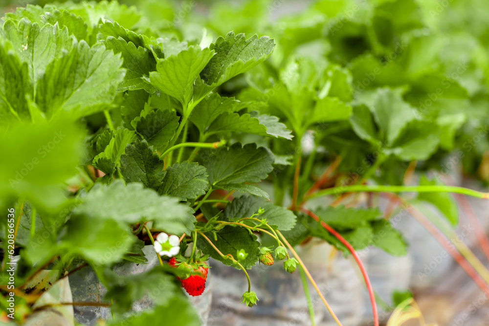 Closeup of juicy red strawberries on a plant in a greenhouse. Concept of fresh and healthy food.