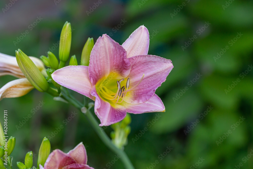 Blooming pink lily on a green background on a summer sunny day macro photography. Garden lillies with bright pink petals in summer, close-up photography. Blooming pink lily on a green background on a summer sunny day macro photography. Garden lillies with bright pink petals in summer, close-up photography.