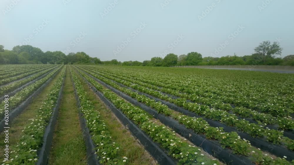 Flying Low Over Wide Green Field Of Strawberry Saplings Planted Side By Side Flying Low Over Wide Green Field Of Strawberry Saplings Planted Side By Side