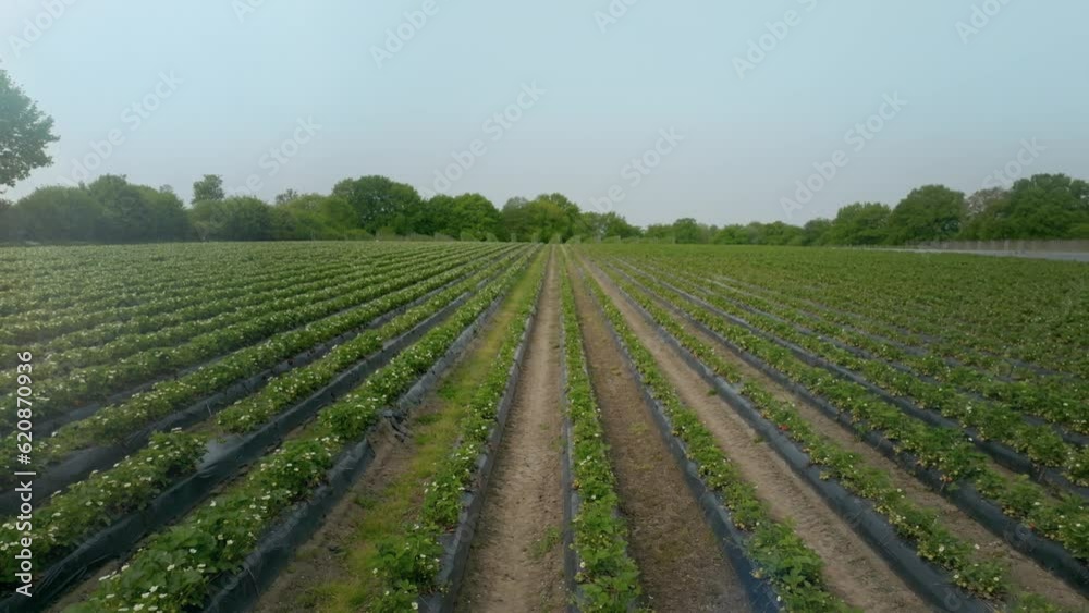 Lateral Shot Of Wide Green Field Of Strawberry Saplings Lateral Shot Of Wide Green Field Of Strawberry Saplings
