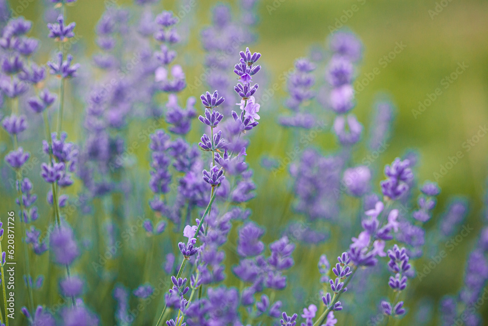Selective focus on purple lavender flowers on blur background. Lavender field under the sunset in summer Selective focus on purple lavender flowers on blur background. Lavender field under the sunset in summer