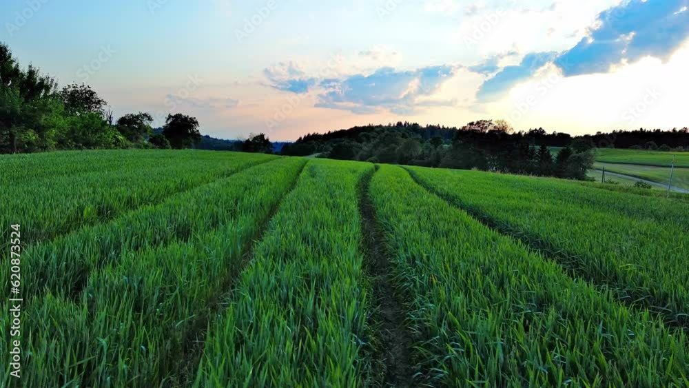 Fruit trees grow in meadow with green grass in the countryside under a cloudy sky