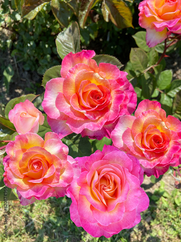 Bush of tea-hybrid rose. Yellow and pink roses. Decorative garden flowers.