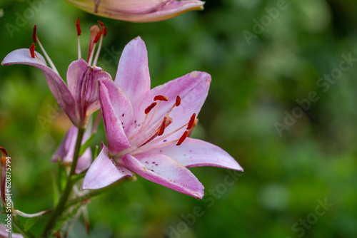 Blooming pink lily on a green background on a summer sunny day macro photography. Garden lillies with bright pink petals in summer  close-up photography. 
