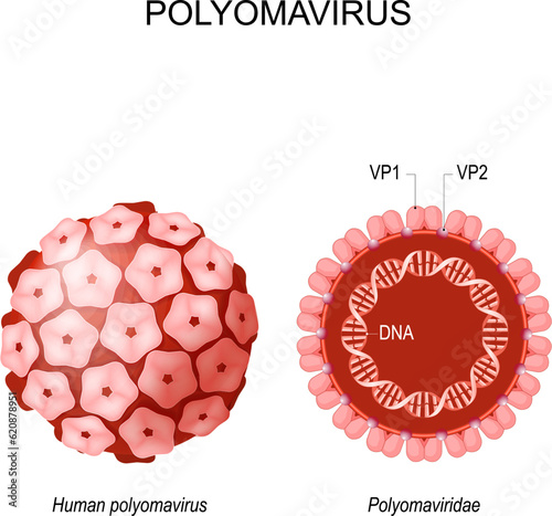 Structure of Polyomavirus photo