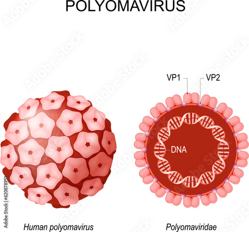 Structure of Polyomavirus