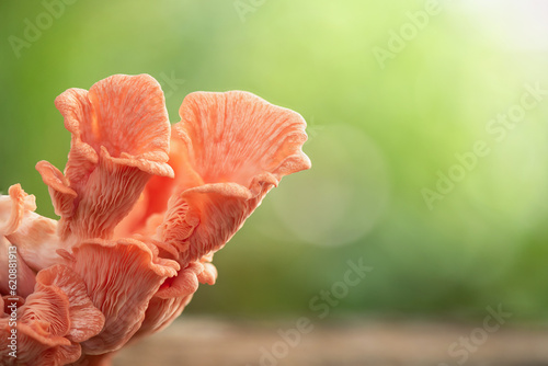 Pleurotus djamor or Scientific classification mushroom on nature background.