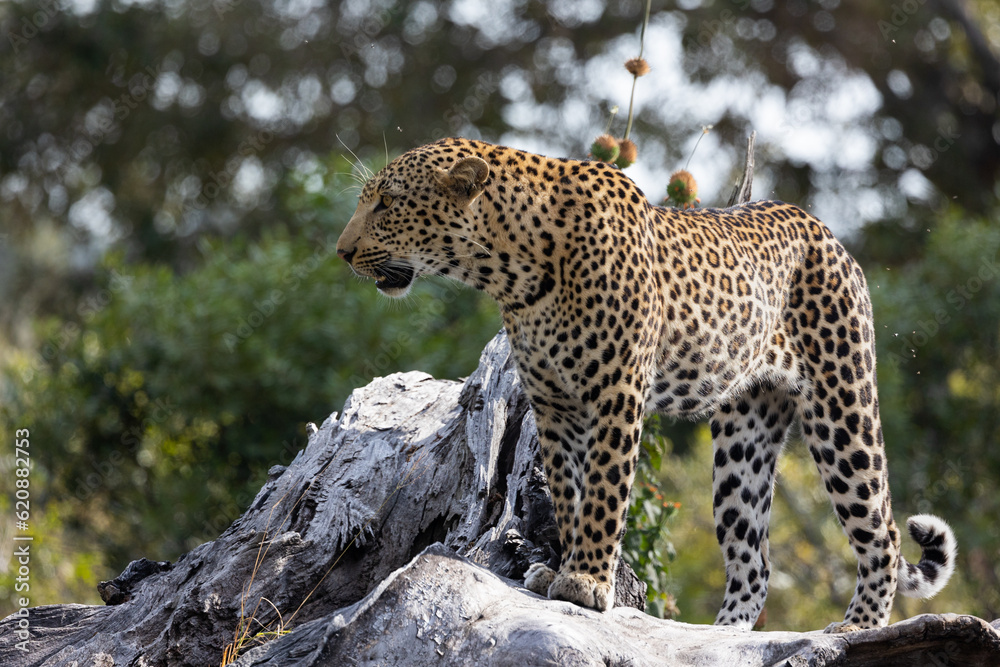 Obraz premium a leopard walking on a large dead tree