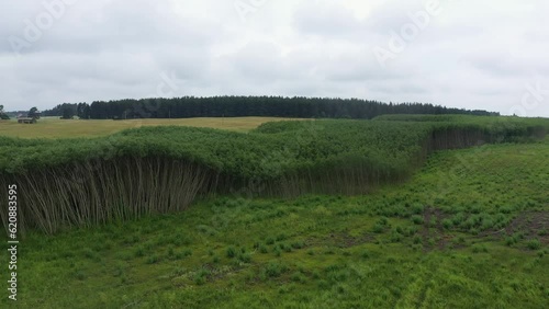 a very strange and interesting forest from the bird's fly, Japanese cedar “kitayama” photo