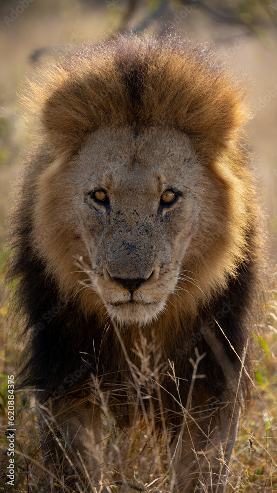 a mature male lion with a black mane a mature male lion with a black mane