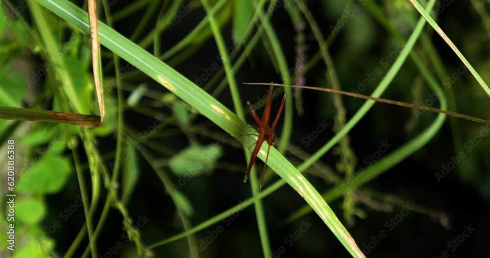 Vertical slow motion shot of a red dragonfly sitting on the blowing grass from the wind in the jungle on bali in indonesia Vertical slow motion shot of a red dragonfly sitting on the blowing grass from the wind in the jungle on bali in indonesia