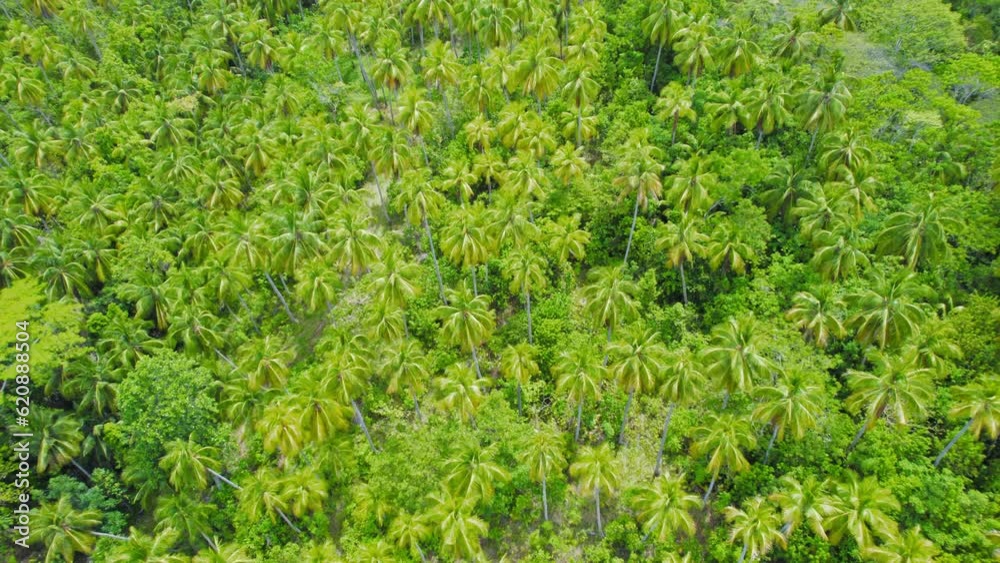 Flying Down Over Above Lush Green Tropical Palm Trees In The Philippines. Flying Down Over Above Lush Green Tropical Palm Trees In The Philippines.