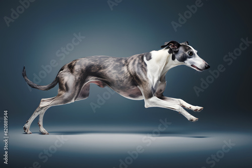 Greyhound dog jump
