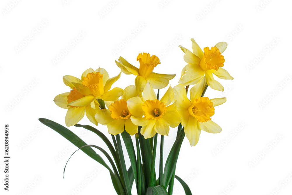 beautiful yellow flowers daffodils in a vase on a white background beautiful yellow flowers daffodils in a vase on a white background