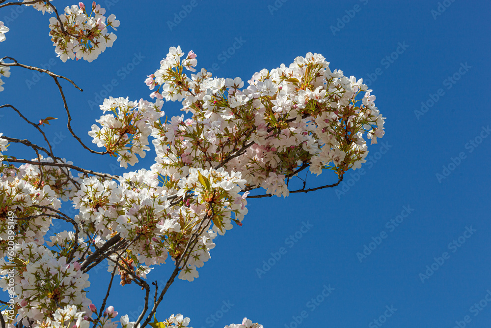 sakura blossom, sakura branches against the blue sky close-up sakura blossom, sakura branches against the blue sky close-up