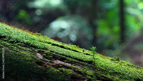 森の苔