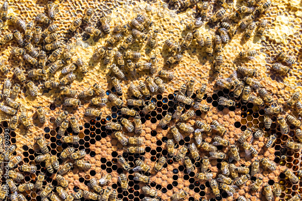 Abstract hexagon structure is honeycomb from bee hive filled Abstract hexagon structure is honeycomb from bee hive filled
