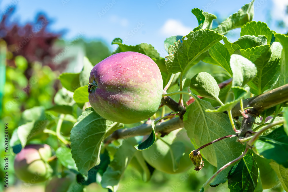 Photography on theme beautiful fruit branch apple tree Photography on theme beautiful fruit branch apple tree