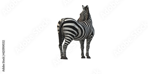 Photography Zebra isolated on a Transparent Background