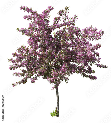 Crabapple tree blooming with pink flowers, isolated on a transparent background