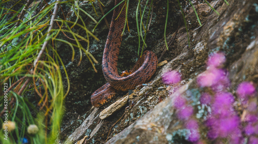 Fototapeta premium Beautiful red snake on the rock 