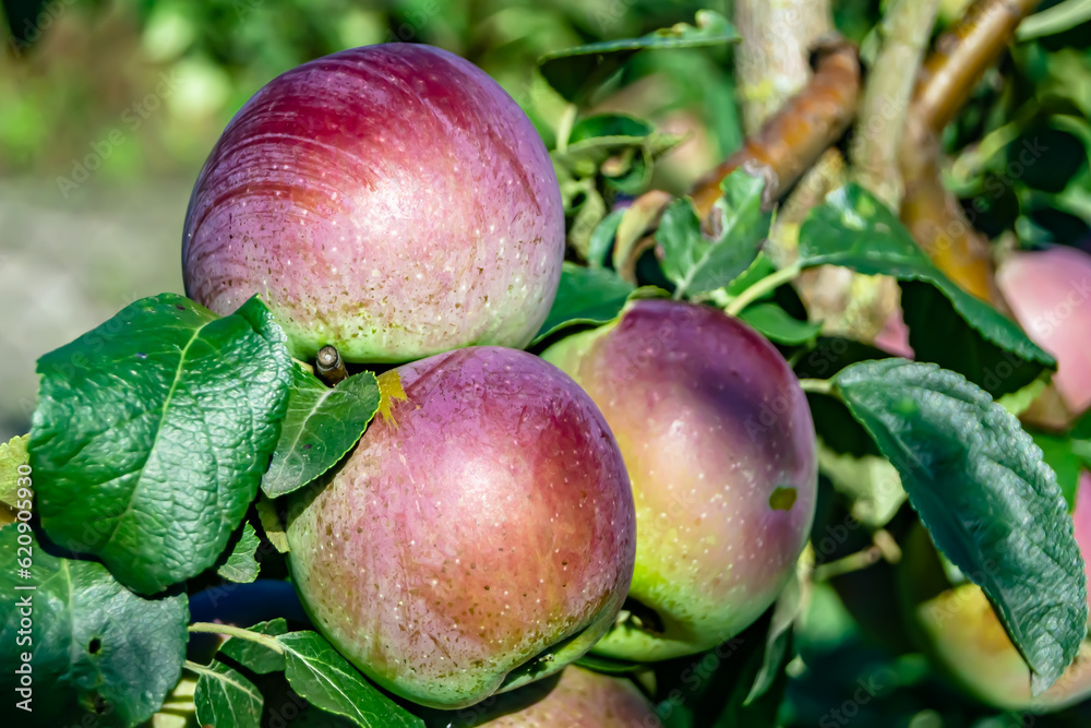 Photography on theme beautiful fruit branch apple tree Photography on theme beautiful fruit branch apple tree