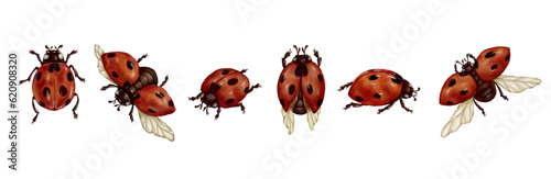 Set of watercolor insects, ladybugs.Vector graphics. photo